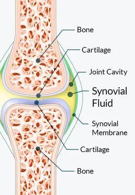 Synovial fluid diagram